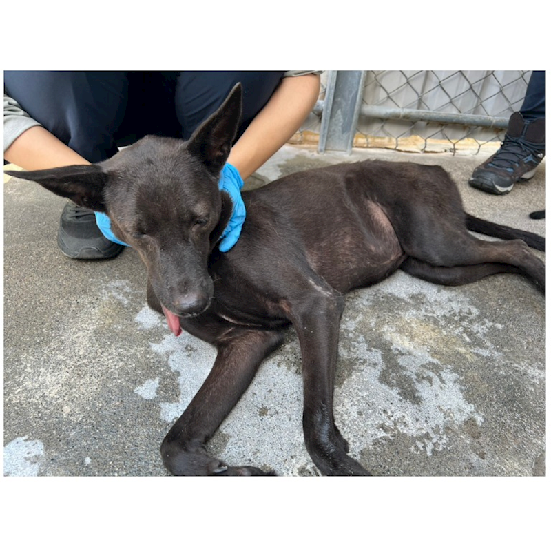雲林縣流浪動物收容所,編號:83256, 混種犬          