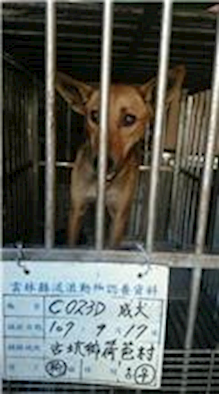 雲林縣流浪動物收容所,編號:64928, 混種犬          