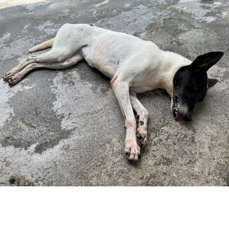 雲林縣流浪動物收容所,編號:53555, 混種犬          