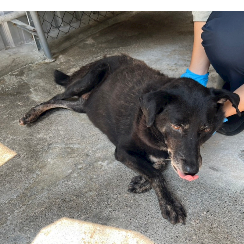 雲林縣流浪動物收容所,編號:53545, 混種犬          