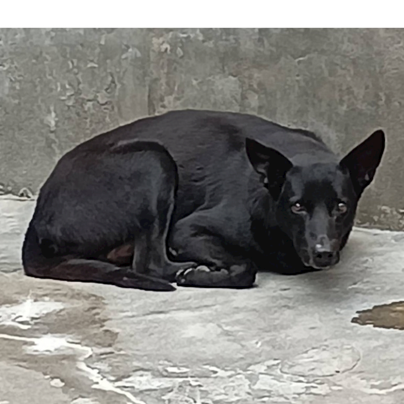 雲林縣流浪動物收容所,編號:53539, 混種犬          