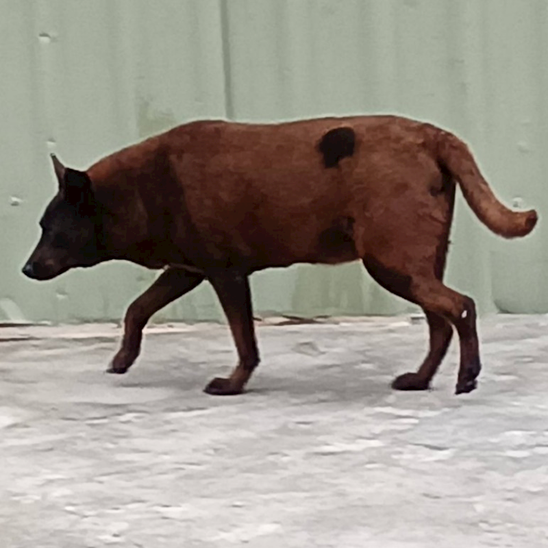 雲林縣流浪動物收容所,編號:53531, 混種犬          