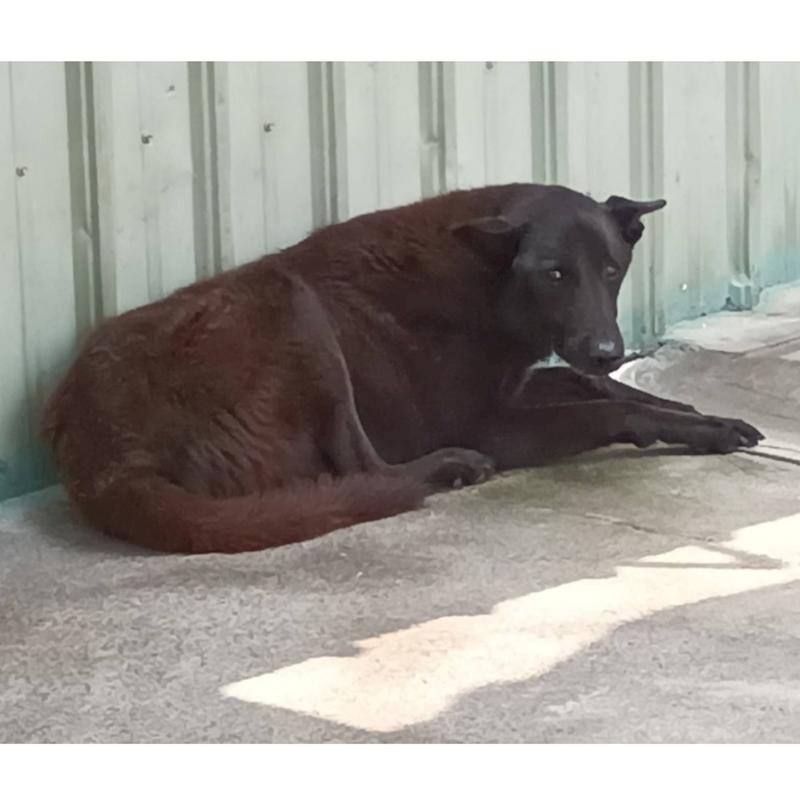 雲林縣流浪動物收容所,編號:39768, 混種犬          