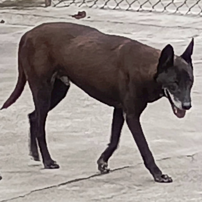 雲林縣流浪動物收容所,編號:32959, 混種犬          
