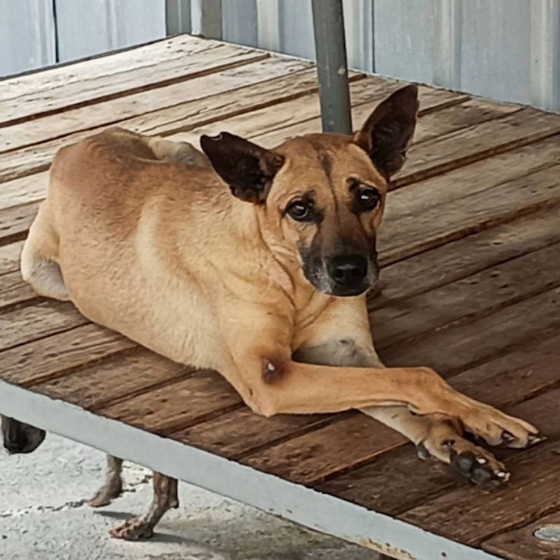 雲林縣流浪動物收容所,編號:32680, 混種犬          