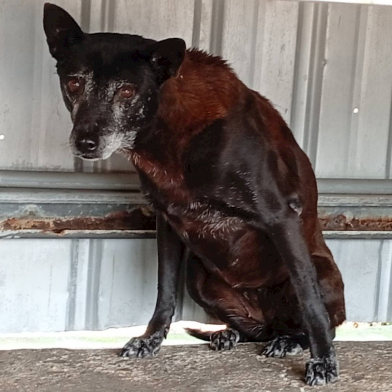雲林縣流浪動物收容所,編號:28495, 混種犬          