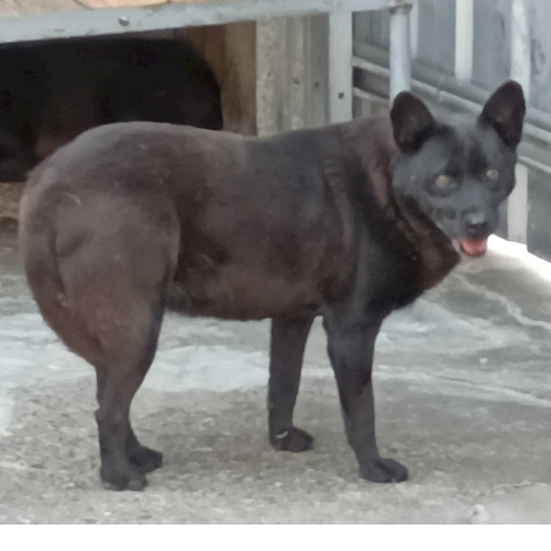雲林縣流浪動物收容所,編號:28008, 混種犬          