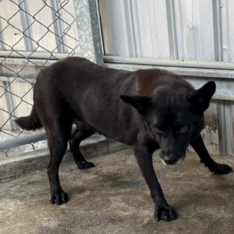 雲林縣流浪動物收容所,編號:28006, 混種犬          