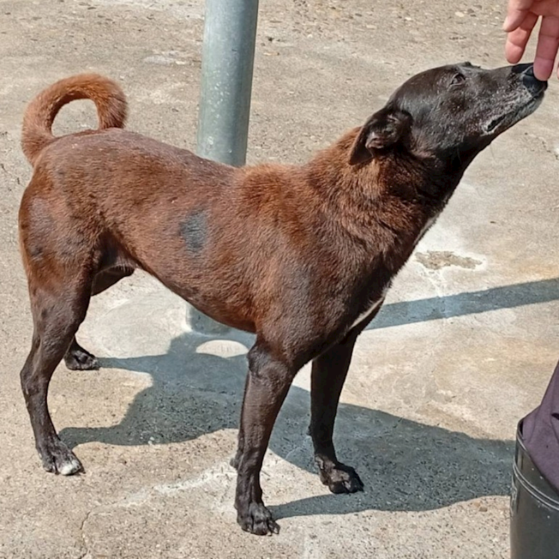 雲林縣流浪動物收容所,編號:27414, 混種犬          