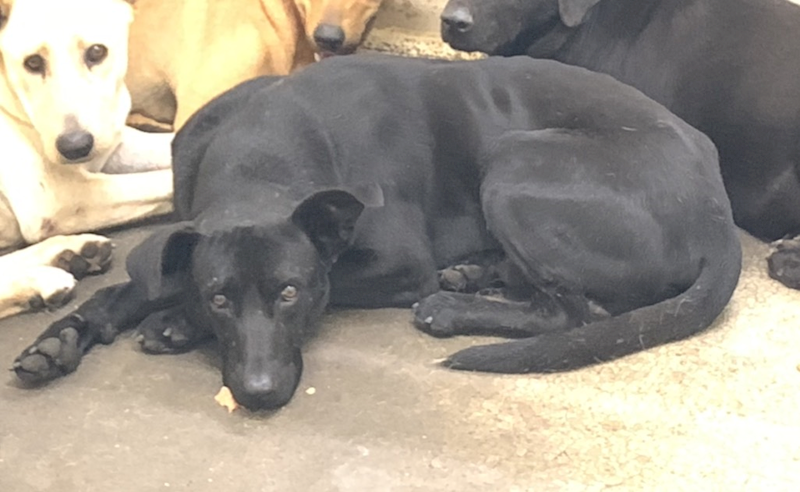 臺北市動物之家,編號:435577, 混種犬          