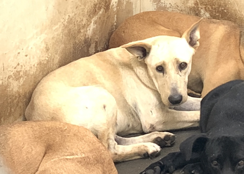 臺北市動物之家,編號:435566, 混種犬          