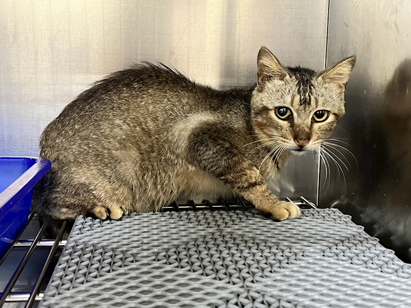 桃園市動物保護教育園區,編號:359459, 混種貓                 