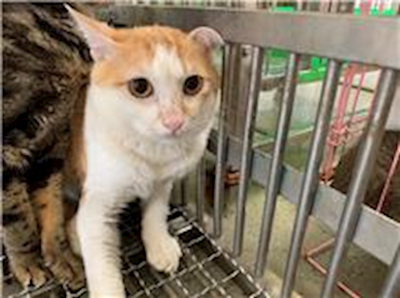桃園市動物保護教育園區,編號:272042, 混種貓                 