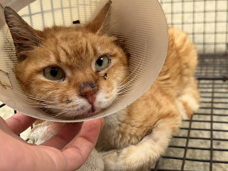 桃園市動物保護教育園區,編號:449561, 混種貓                 