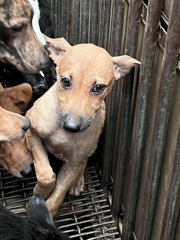 彰化縣流浪狗中途之家,編號:455971, 混種犬          