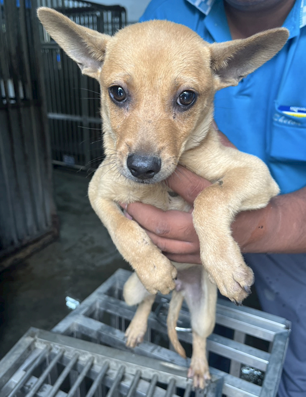 彰化縣流浪狗中途之家,編號:450174, 混種犬          