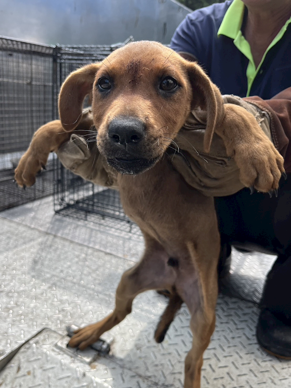 彰化縣流浪狗中途之家,編號:451790, 混種犬          