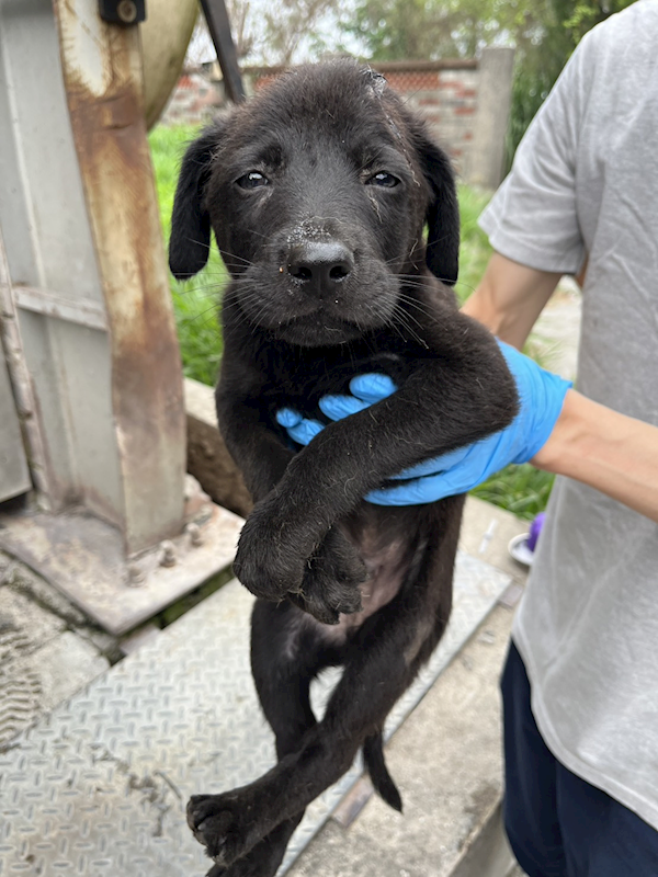 彰化縣流浪狗中途之家,編號:452405, 混種犬          
