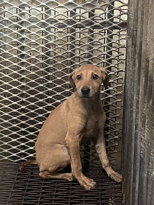 彰化縣流浪狗中途之家,編號:453376, 混種犬          