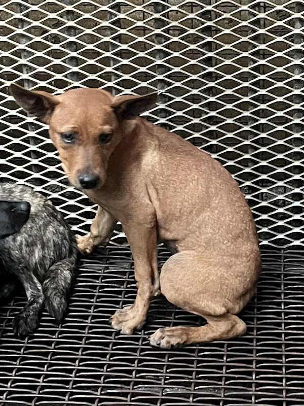 彰化縣流浪狗中途之家,編號:452750, 混種犬          
