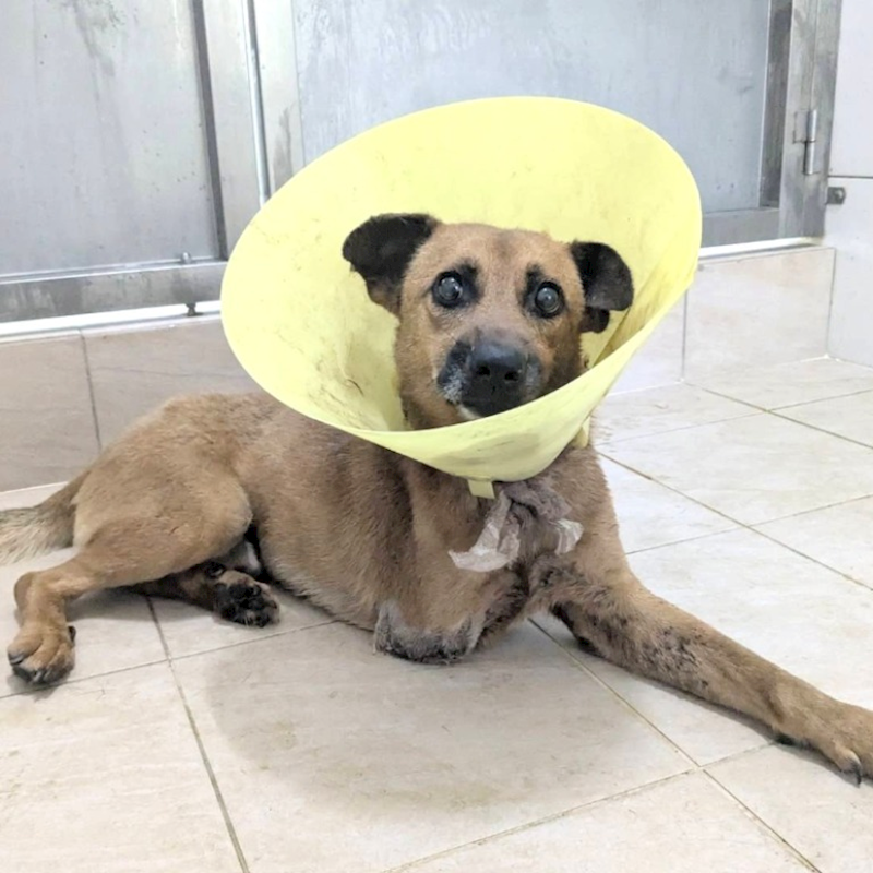 新竹縣動物保護教育園區,編號:455887, 混種犬          