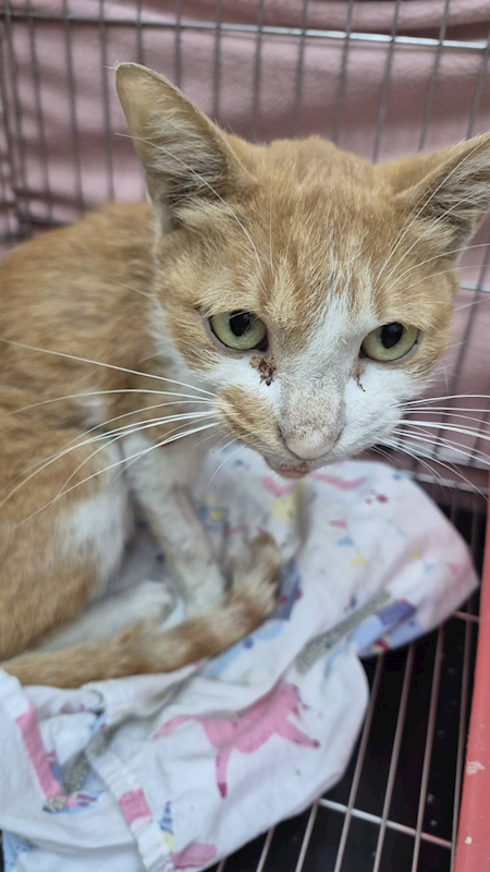 新北市八里區公立動物之家,編號:456129, 混種貓                 