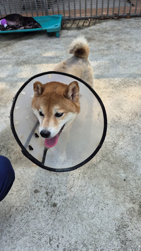 新北市八里區公立動物之家,編號:456126, 柴犬                  