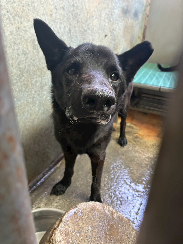彰化縣流浪狗中途之家,編號:456073, 混種犬          