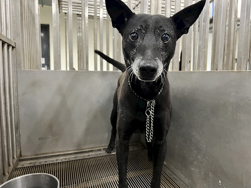 桃園市動物保護教育園區,編號:345337, 混種犬          