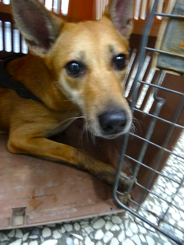 宜蘭縣流浪動物中途之家,編號:456156, 混種犬          