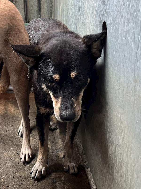 彰化縣流浪狗中途之家,編號:455847, 混種犬          