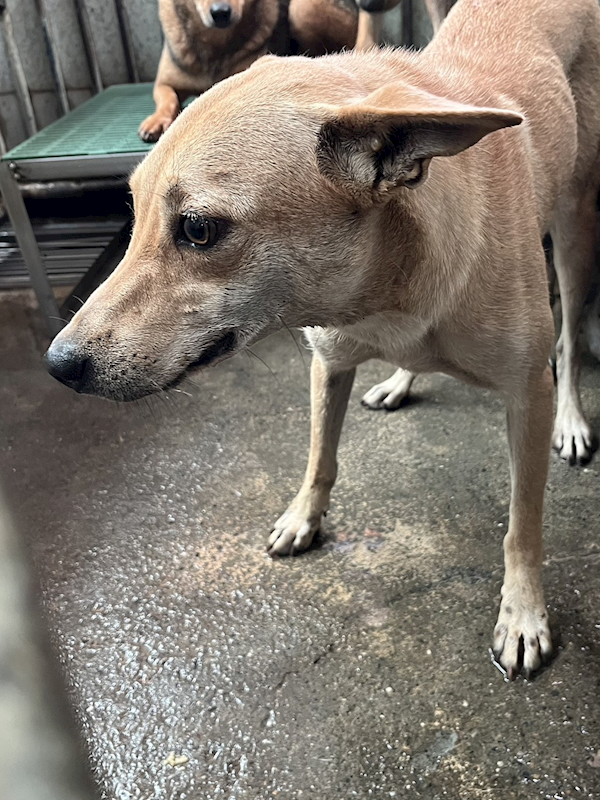 彰化縣流浪狗中途之家,編號:455846, 混種犬          