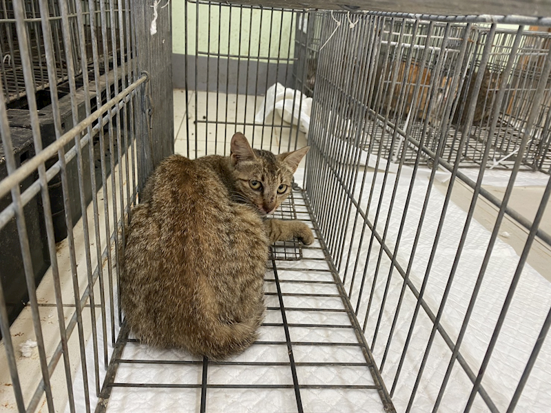 金門縣動物收容中心,編號:456311, 混種貓                 