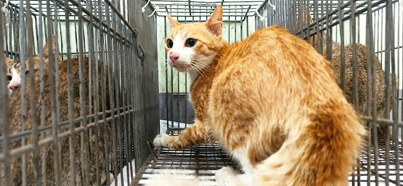 金門縣動物收容中心,編號:456309, 混種貓                 