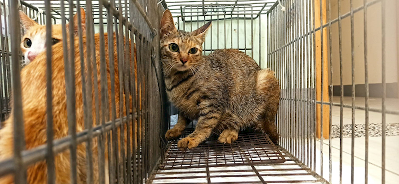 金門縣動物收容中心,編號:456310, 混種貓                 