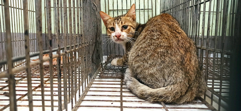金門縣動物收容中心,編號:456308, 混種貓                 