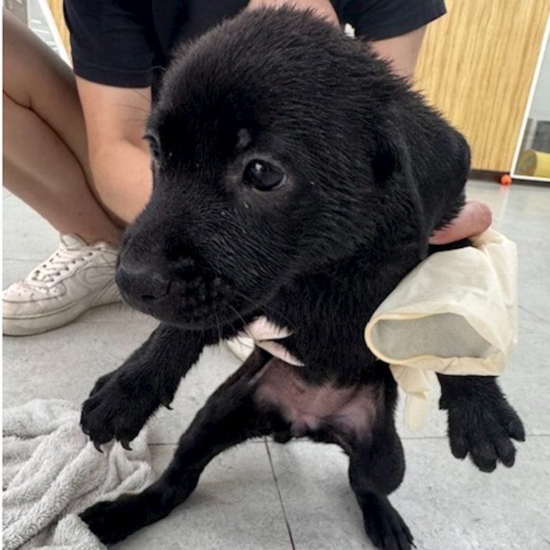 基隆市寵物銀行,編號:456288, 混種犬          