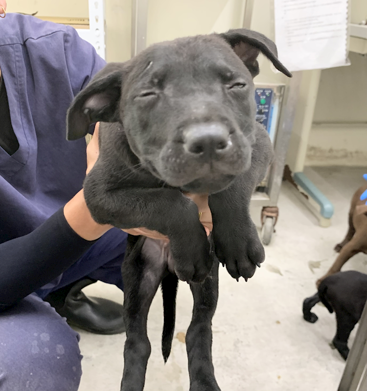臺北市動物之家,編號:456265, 混種犬          