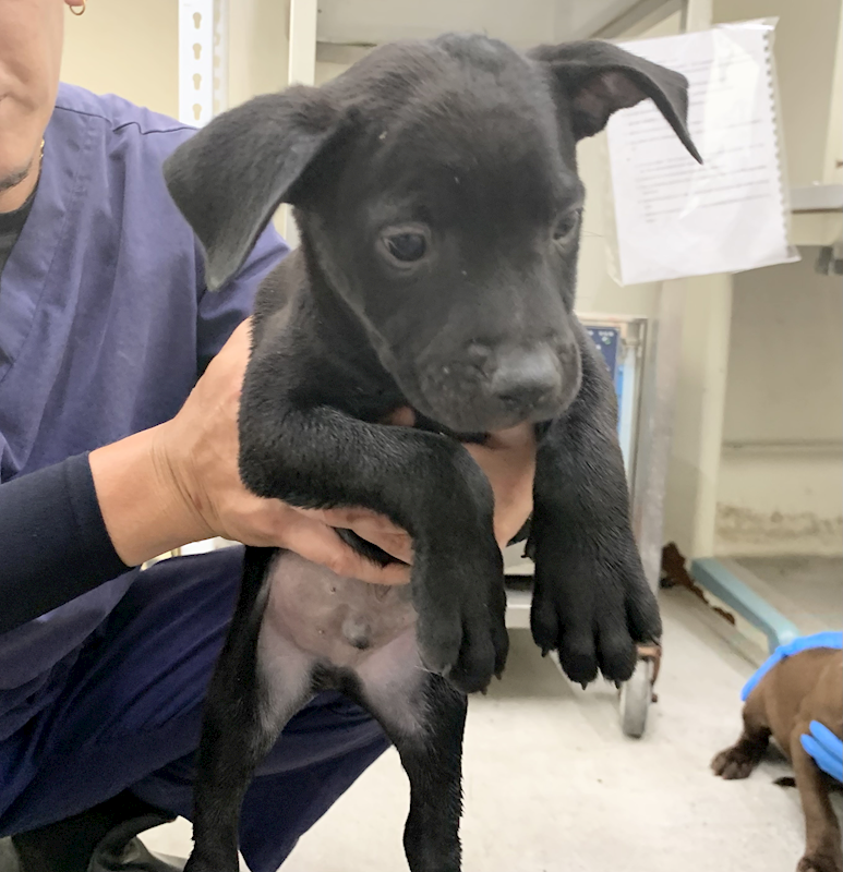 臺北市動物之家,編號:456257, 混種犬          