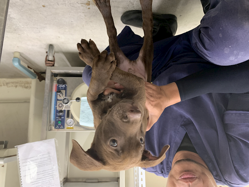 臺北市動物之家,編號:456251, 混種犬          