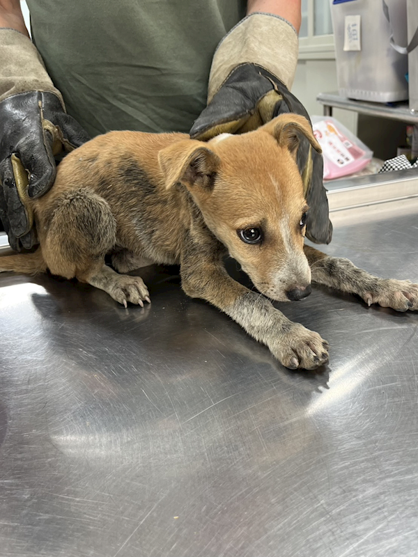 彰化縣流浪狗中途之家,編號:456217, 混種犬          