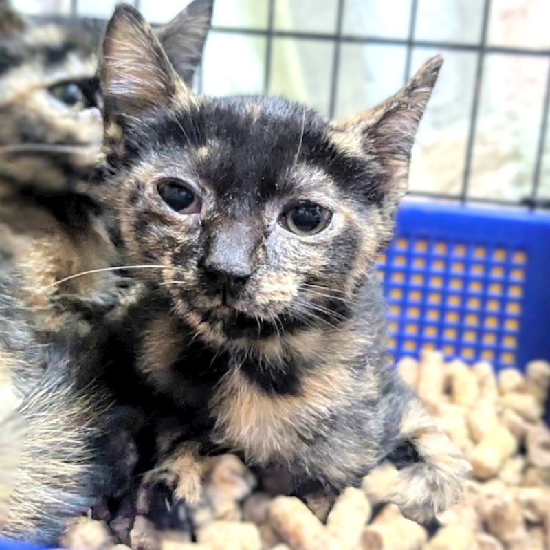 新竹縣動物保護教育園區,編號:455812, 混種貓                 