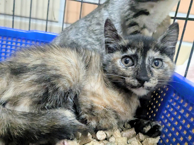 新竹縣動物保護教育園區,編號:455811, 混種貓                 