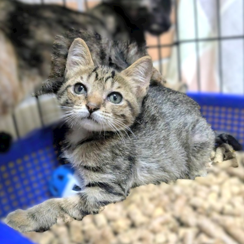 新竹縣動物保護教育園區,編號:455810, 混種貓                 