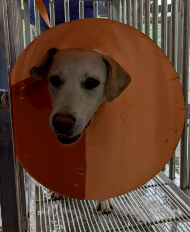 花蓮縣狗貓躍動園區,編號:444219, 混種犬          