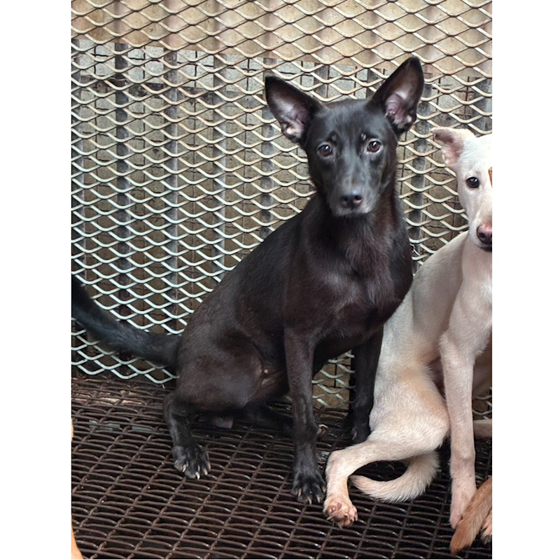 彰化縣流浪狗中途之家,編號:414441, 混種犬          