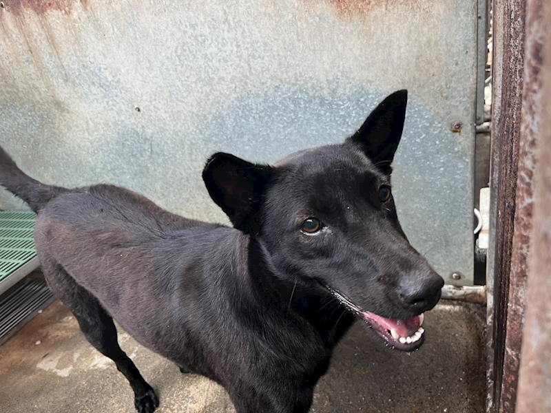 彰化縣流浪狗中途之家,編號:456181, 混種犬          