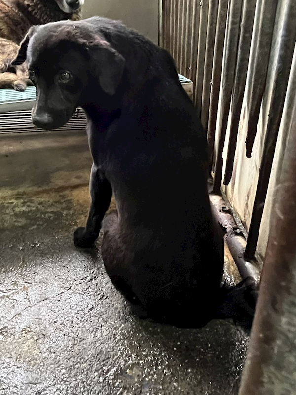 彰化縣流浪狗中途之家,編號:449457, 混種犬          