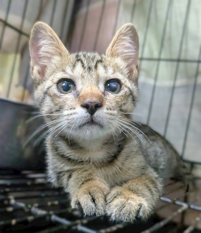新竹縣動物保護教育園區,編號:455813, 混種貓                 