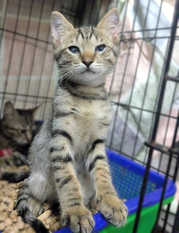 新竹縣動物保護教育園區,編號:455814, 混種貓                 